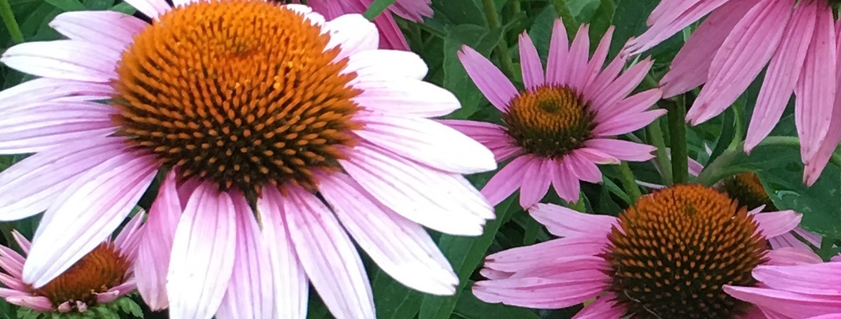 PurpleDaisiesHorizontal