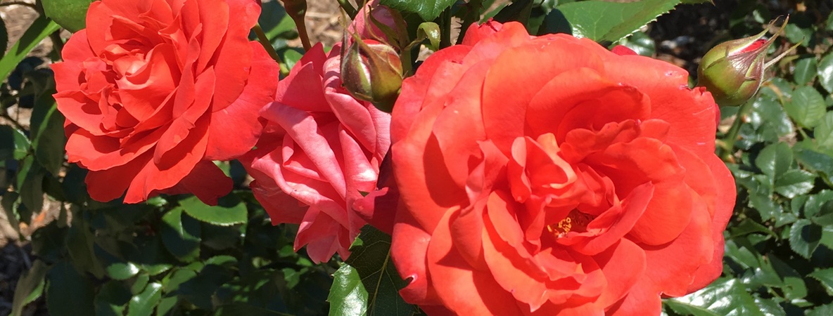 RedRosesHorizontal
