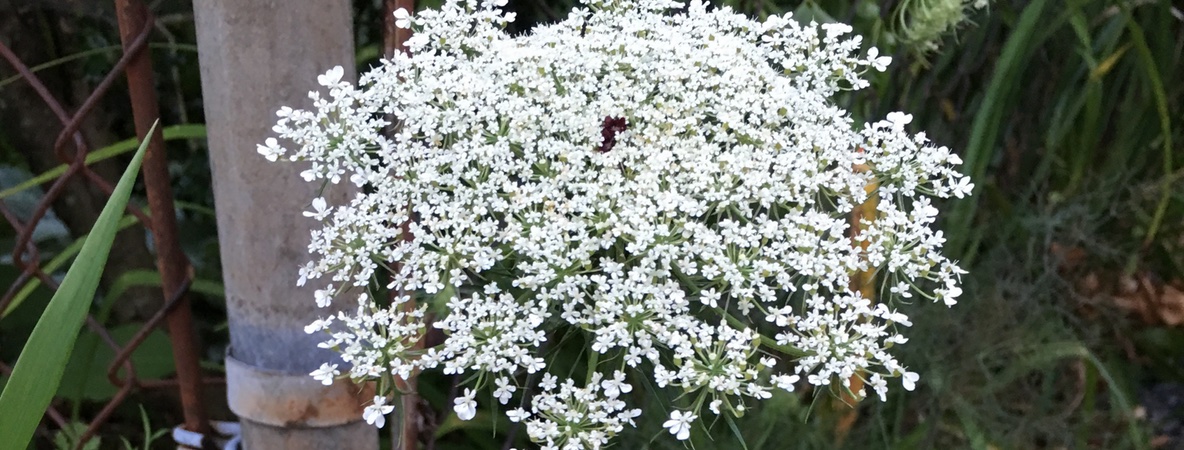 WhiteFluffFlower2Horizontal