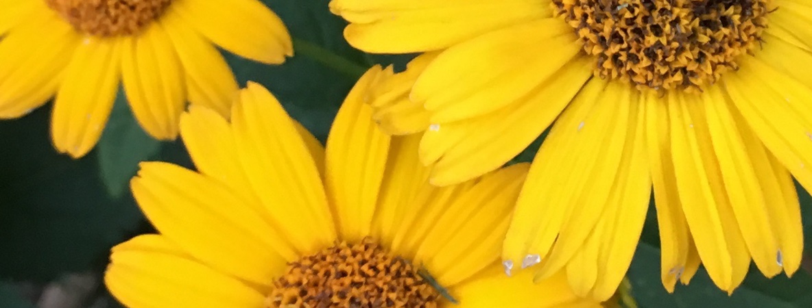 YellowDasiesHorizontal