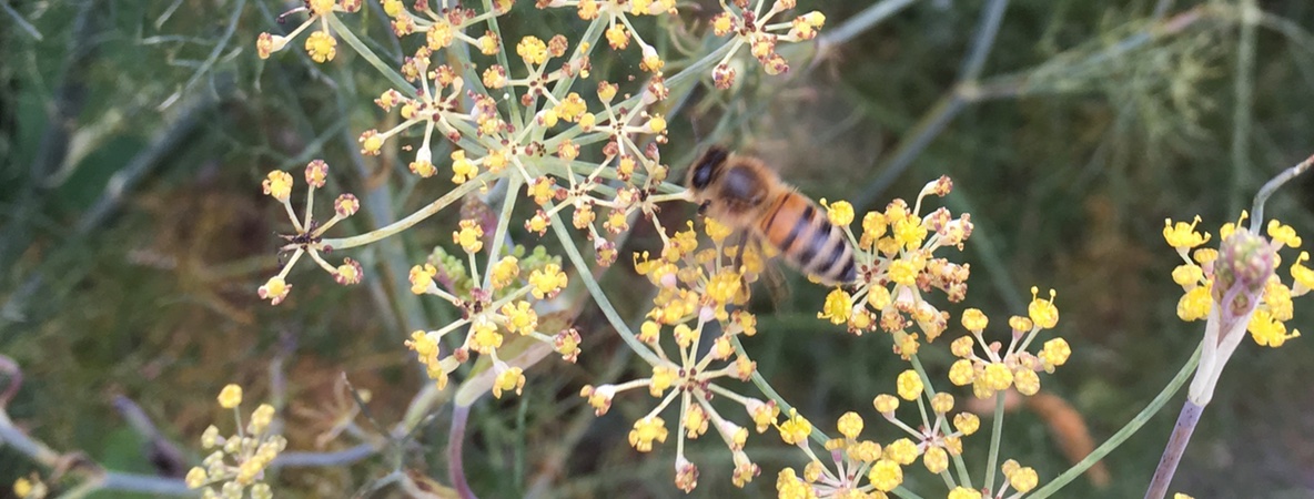 YellowFlowerWithBeeHorizontal