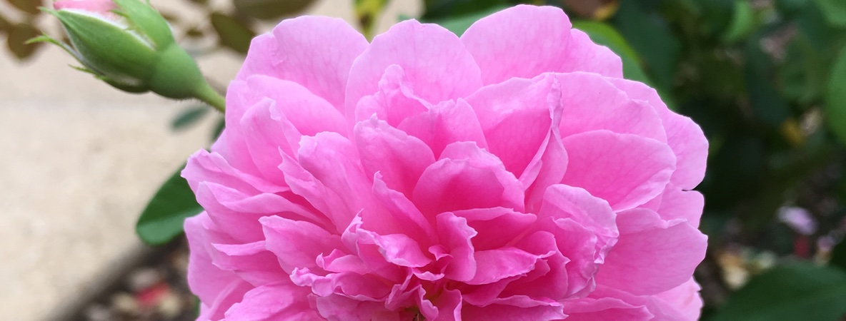 pinkflowerhorizontal
