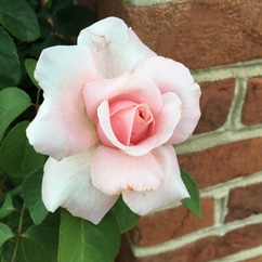 Fuschia