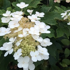 White Flowers